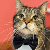 007Store James Bond Pet Bow Tie (Outlet Item), view 3