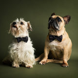 007Store James Bond Pet Bow Tie (Outlet Item), view 4