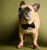 007Store James Bond Pet Bow Tie (Outlet Item), view 6