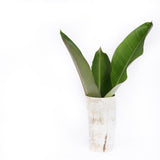 Amaka Africa Decorative Horn Vase, view 3
