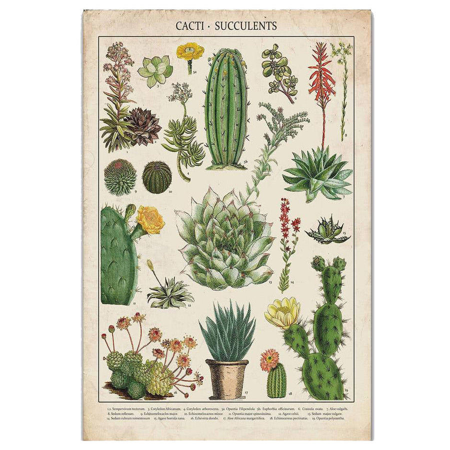 Boogzel Apparel Cacti and Succulents Vintage Poster