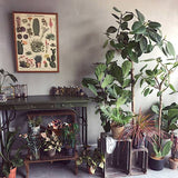 Boogzel Apparel Cacti and Succulents Vintage Poster, view 2