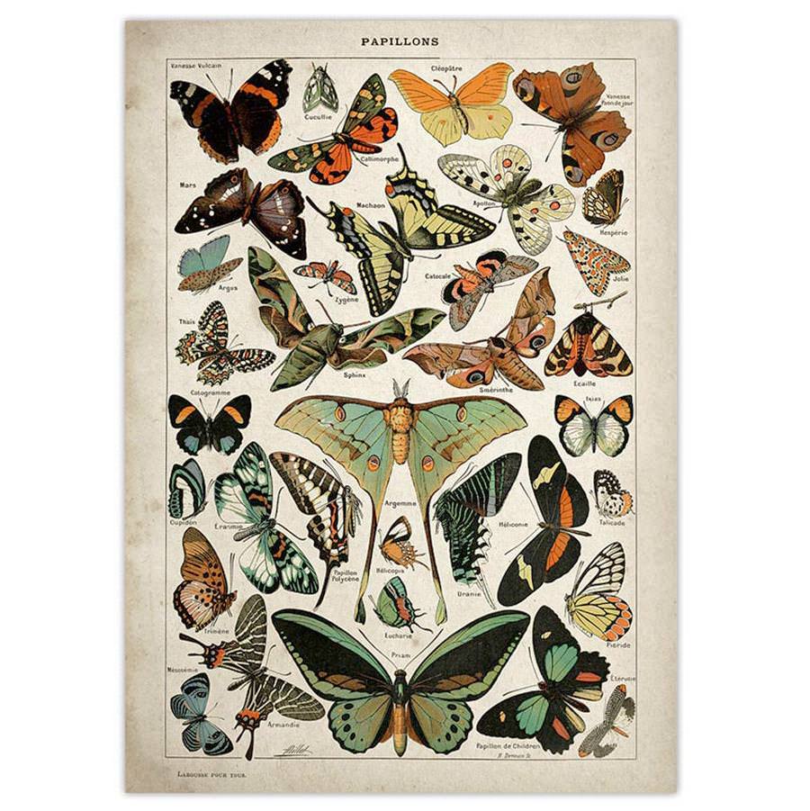 Boogzel Apparel Butterfly Vintage Poster