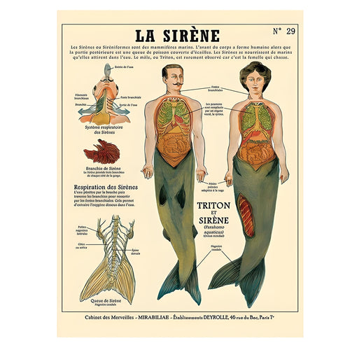Boogzel Apparel Anatomy of Mythical Creatures Poster