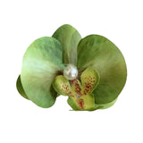Boogzel Apparel Tropical Orchid Hair Clip, view 2