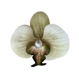 Boogzel Apparel Tropical Orchid Hair Clip, view 5