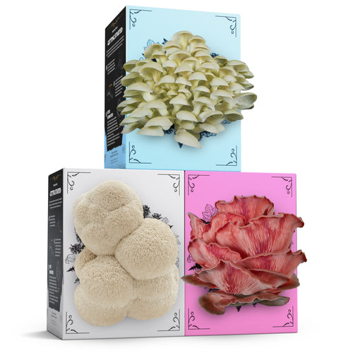 Hodgins Harvest 3-Pack of Organic Mushroom Grow Kits