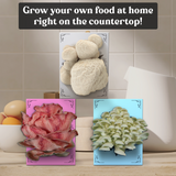 Hodgins Harvest 3-Pack of Organic Mushroom Grow Kits, view 4
