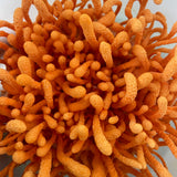 Hodgins Harvest Organic Dried Cordyceps, view 3