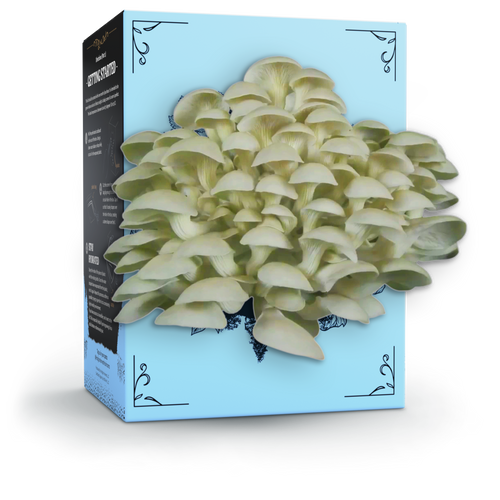 Hodgins Harvest Organic Oyster Mushroom Grow Kit