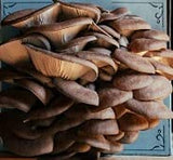 Hodgins Harvest Organic Oyster Mushroom Grow Kit, view 2