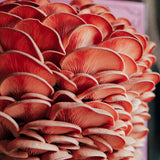 Hodgins Harvest Organic Pink Oyster Mushroom Grow Kit, view 2