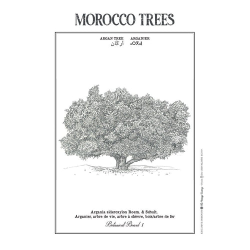 MyTindy ARGAN TREE Botanical board