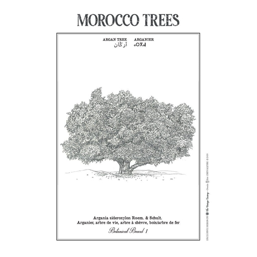 MyTindy ARGAN TREE Botanical board