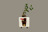 MyTindy Artsession wood man square pot, view 2
