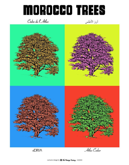 MyTindy ATLAS CEDAR Botanical board version POP