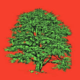 MyTindy ATLAS CEDAR Botanical board version POP, view 3