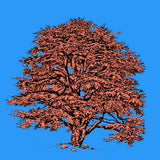 MyTindy ATLAS CEDAR Botanical board version POP, view 4