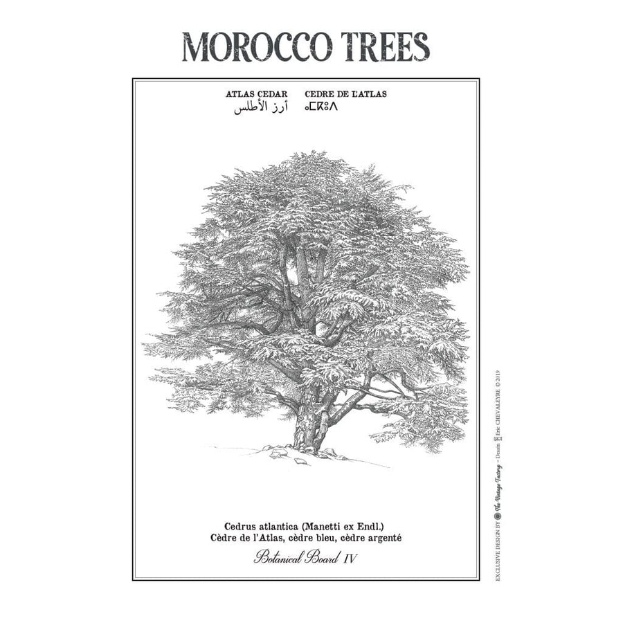 MyTindy ATLAS CEDAR Botanical board