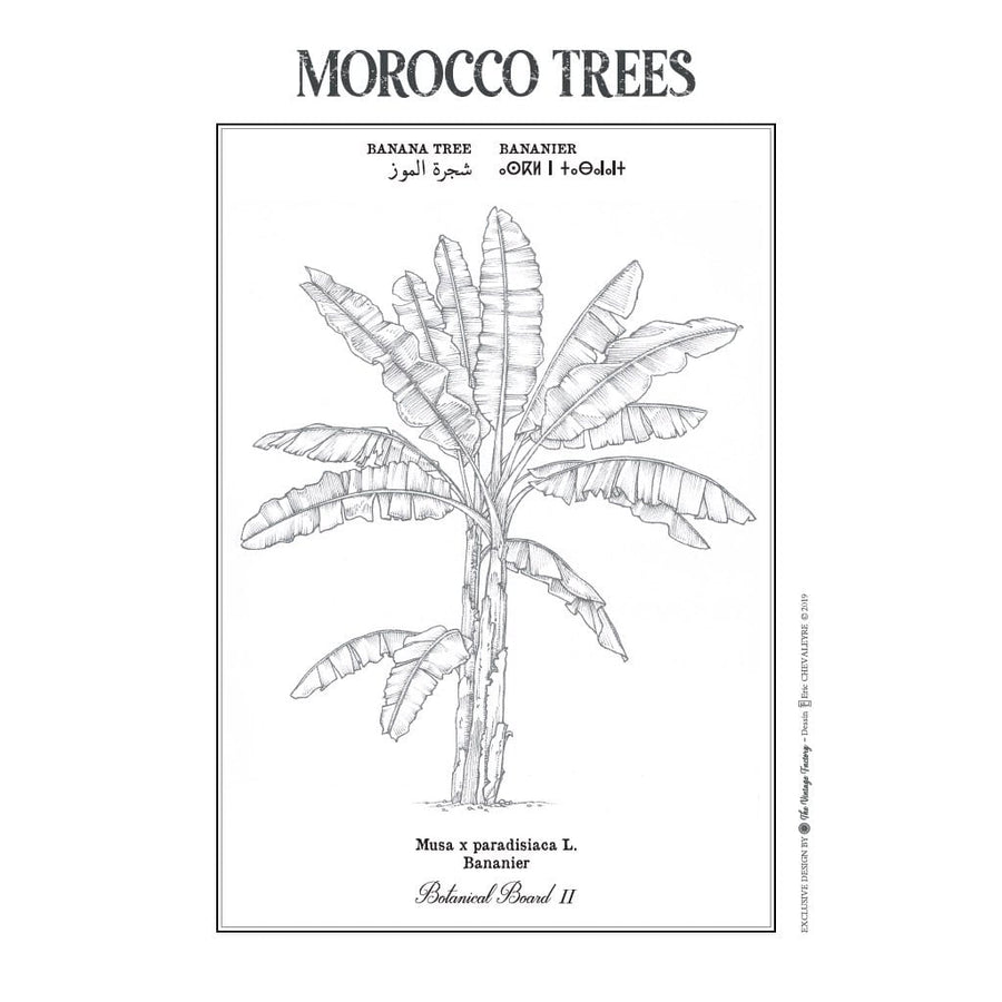 MyTindy BANANA TREE Botanical board