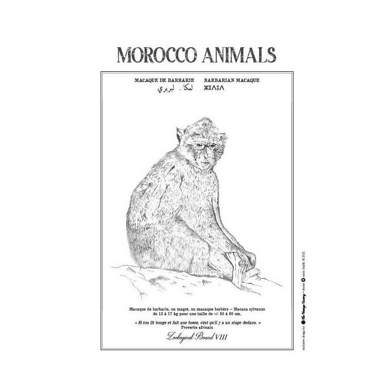 MyTindy MACAQUE POSTERS