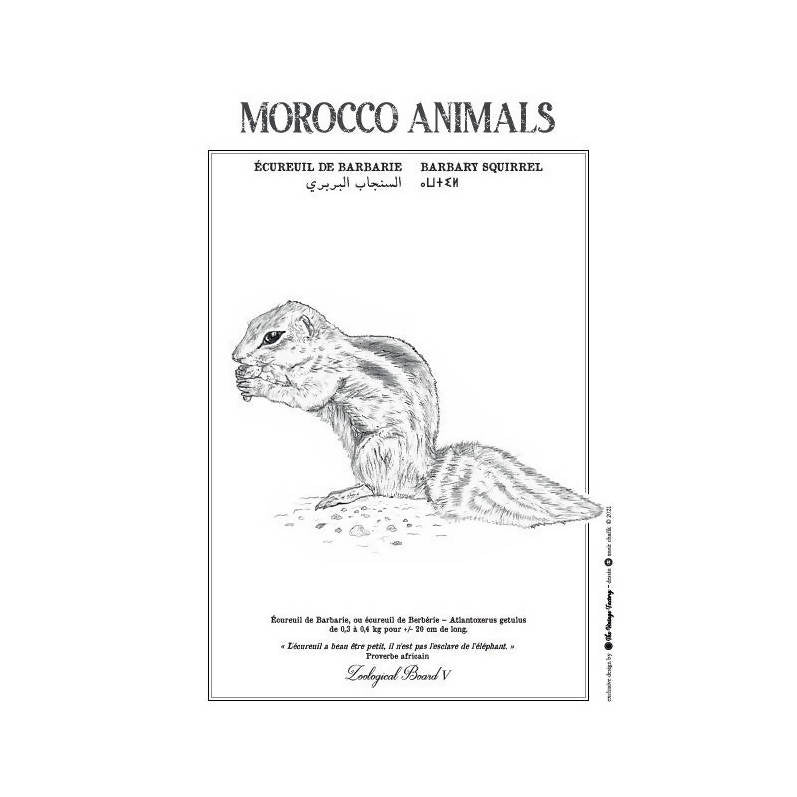 MyTindy BARBARY SQUIRREL POSTER