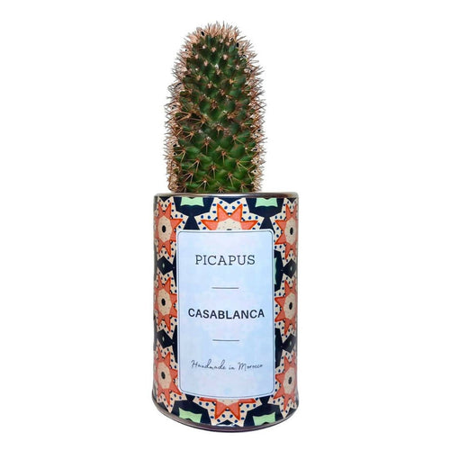 MyTindy CASABLANCA CACTUS