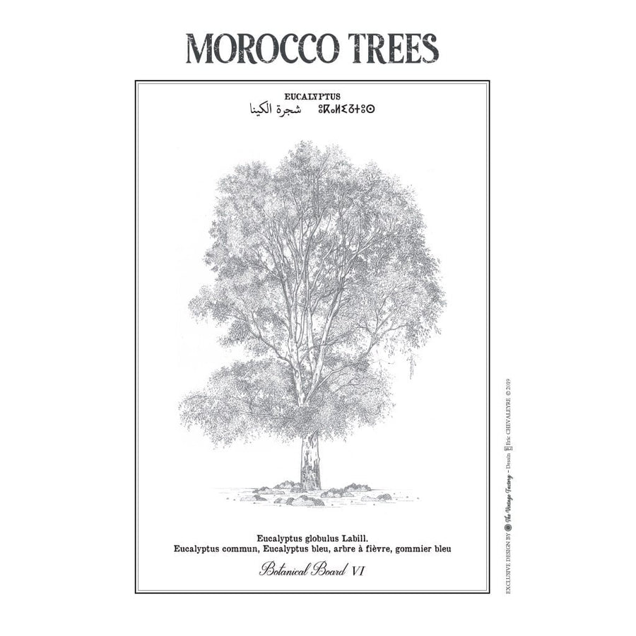 MyTindy EUCALYPTUS Botanical Board Poster