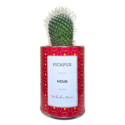 MyTindy HOUB Cactus