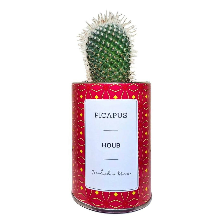 MyTindy HOUB Cactus