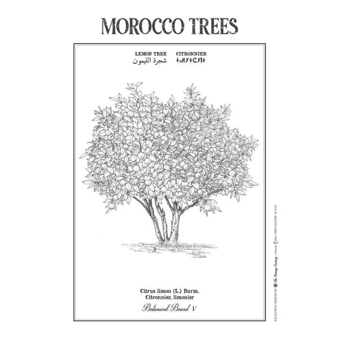 MyTindy LEMON TREE Botanical board POSTER