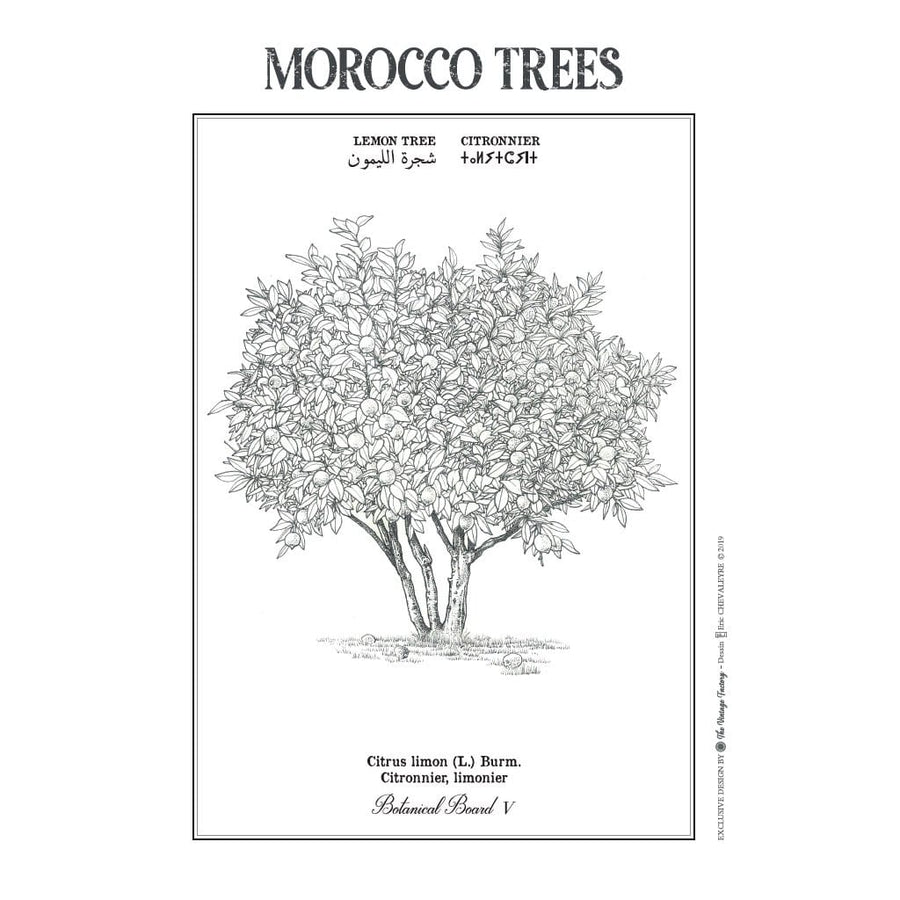 MyTindy LEMON TREE Botanical board POSTER