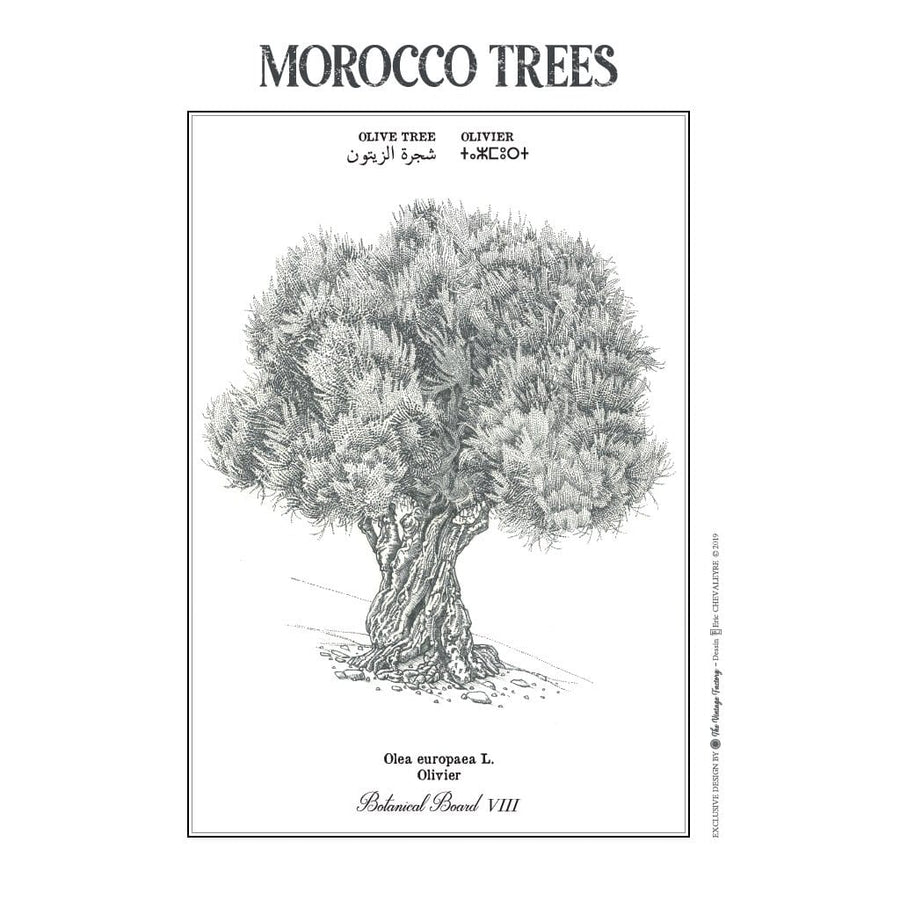 MyTindy OLIVE TREE Botanical board Poster