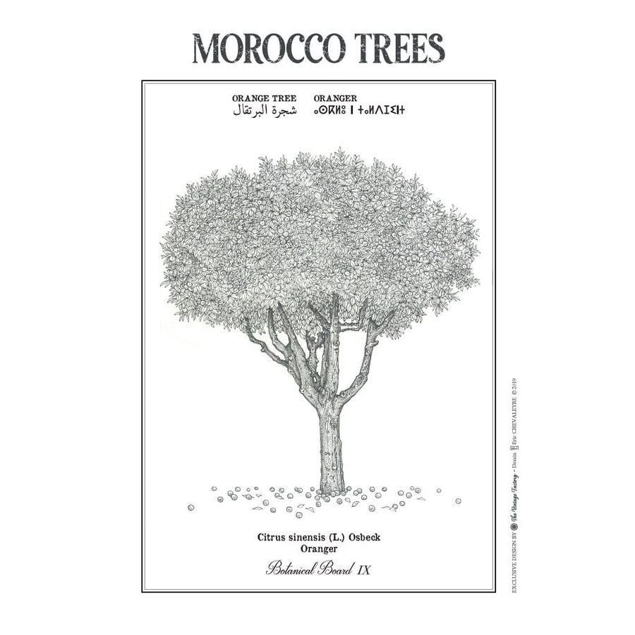 MyTindy ORANGE TREE Botanical board Poster