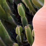 MyTindy Yoba Vase, view 4