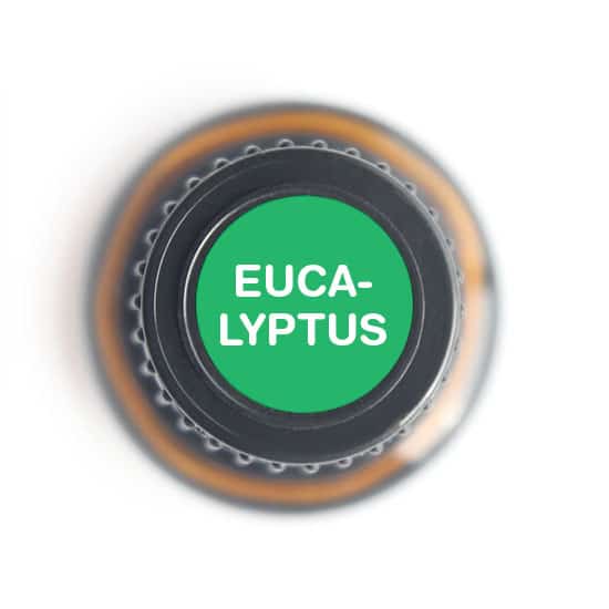 Nature's Fusions Eucalyptus Essential Oil 15ml, view 5
