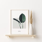 Nordic Peace Alocasia Macrorrhizos, view 2