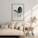 Nordic Peace Alocasia Macrorrhizos, view 3
