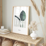 Nordic Peace Alocasia Macrorrhizos, view 4