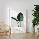 Nordic Peace Alocasia Macrorrhizos, view 5