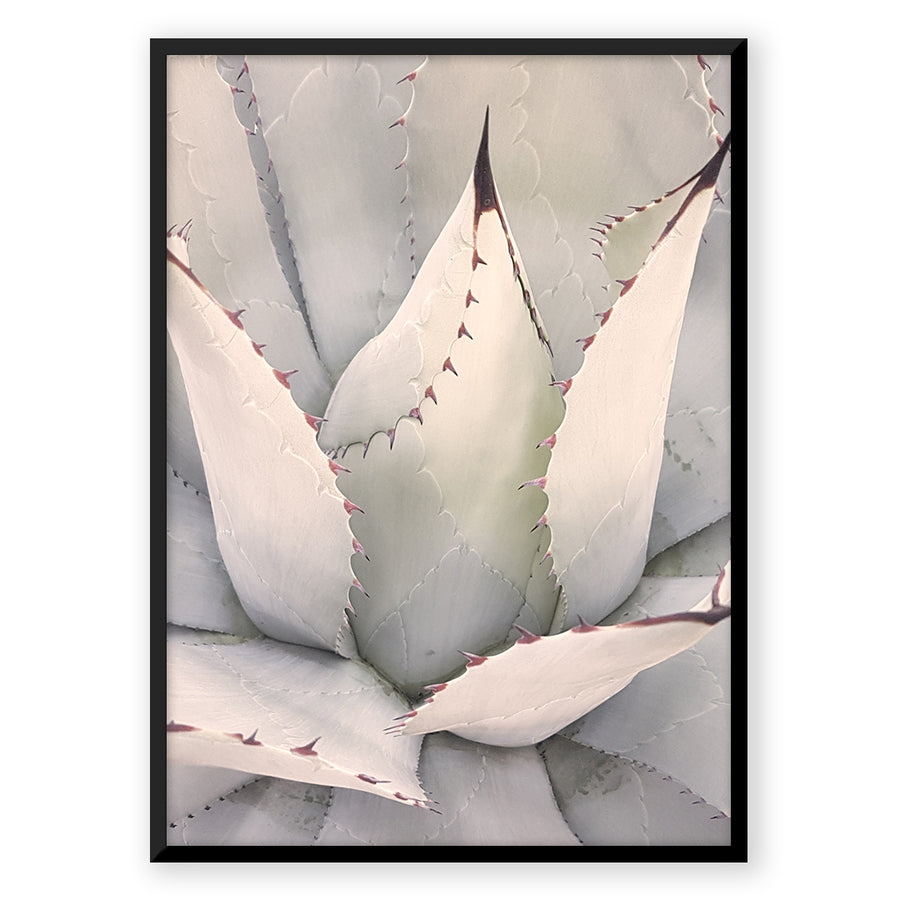 Nordic Peace Agave
