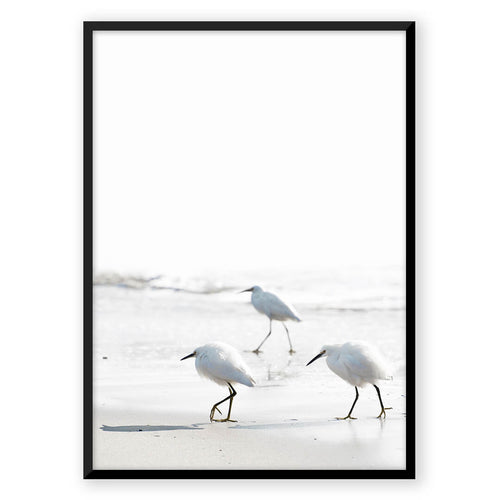 Nordic Peace Sea Birds