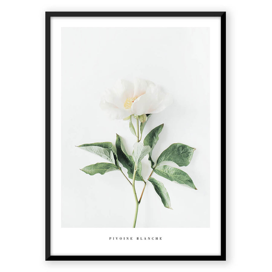 Nordic Peace Pivoine Blanche
