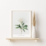 Nordic Peace Pivoine Blanche, view 2