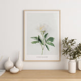 Nordic Peace Pivoine Blanche, view 3