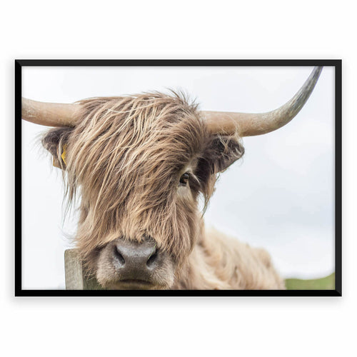Nordic Peace Cattle