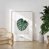 Nordic Peace Monstera, view 5