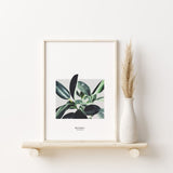 Nordic Peace Ficus Elastica, view 2