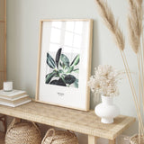 Nordic Peace Ficus Elastica, view 4
