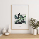 Nordic Peace Ficus Elastica, view 6